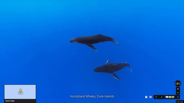 Humpback whales in Cook Islands