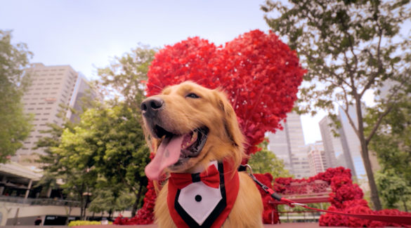 A Furtastic Valentine's Day from BGC