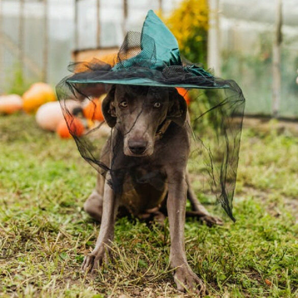 Avoid Pet Care Scares this Halloween