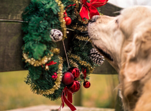 A Merry and Very Safe Holiday for Pets