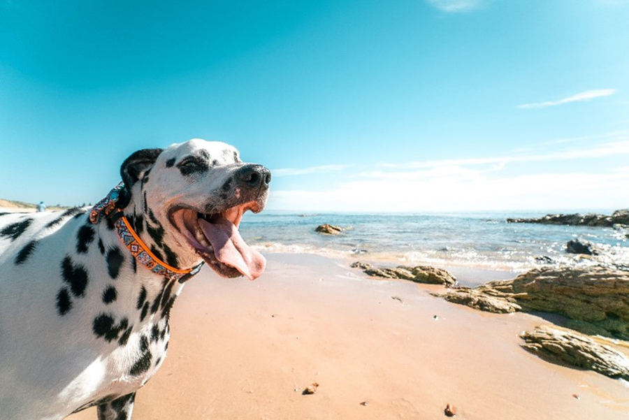 Beat the Heat: Keep Pets Safe from Overheating This Summer