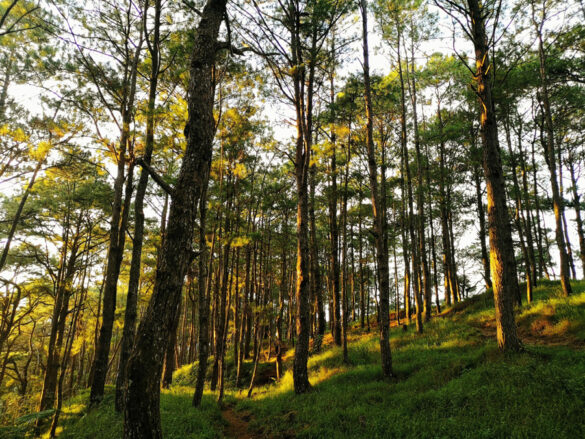 Sekaya gives 5,190 endemic tree seedlings to the Cordillera reforestation efforts