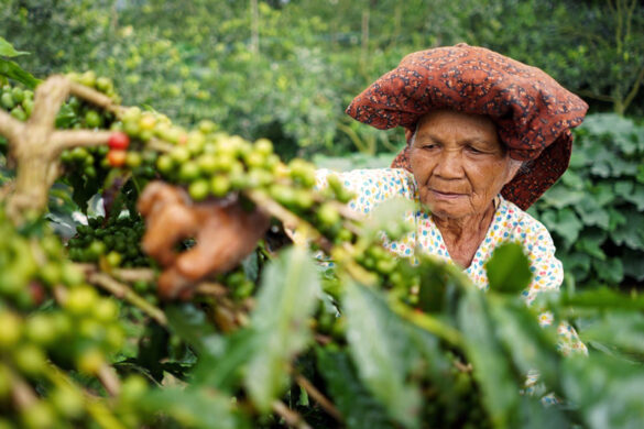 Igloo protects Southeast Asia's multi-billion dollar coffee industry with innovative weather insurance for farmers