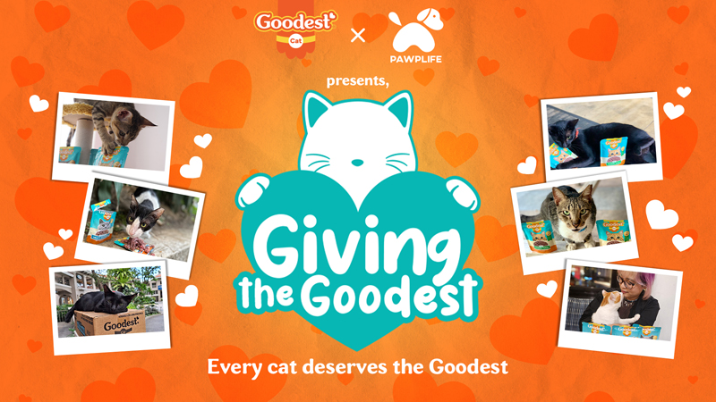 Goodest partners with Pawplife to aid shelter groups and communities